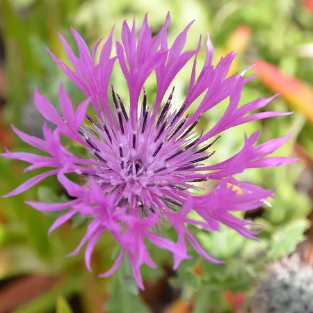 아파트 Bed & Seaside - Bola Da Nivea *