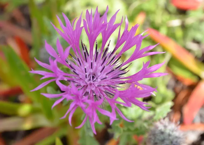 Apartment Bed & Seaside - Bola Da Nivea *